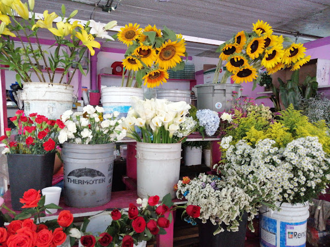 Foto de Aves del paraíso Florería Floristería en Veracruz