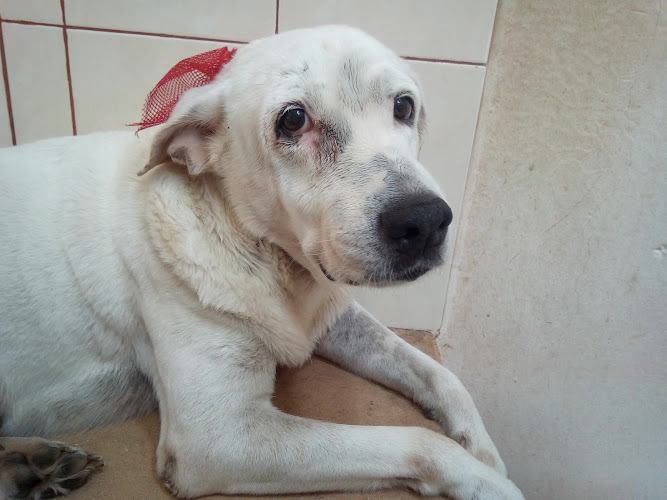 Foto de Veterinaria en Chetumal