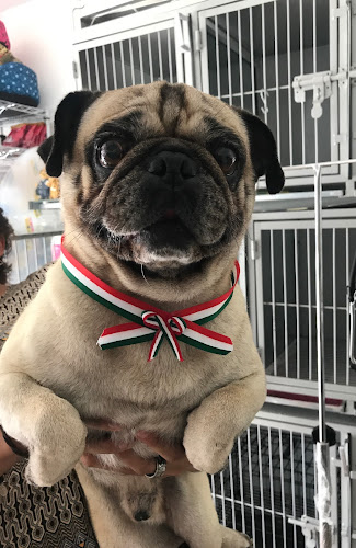 Foto de Veterinaria en Cuernavaca