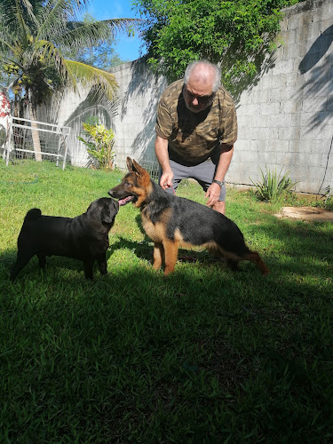 Foto de Adiestramiento canino en Mérida