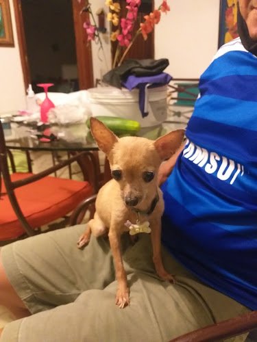 Foto de Veterinaria en San Miguel de Cozumel