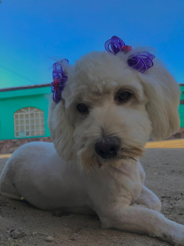 Foto de Estetica veterinaria en Hermosillo