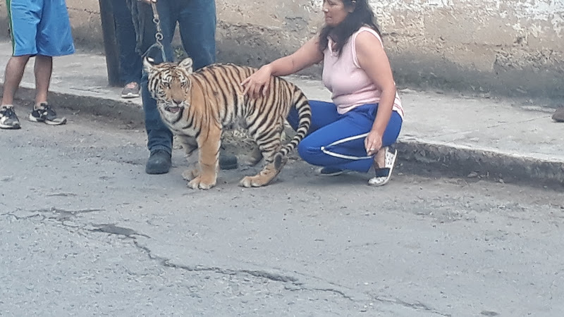 Foto de Veterinaria en Coatepec