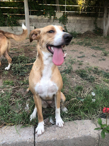 Foto de Veterinaria en Santiago de Querétaro