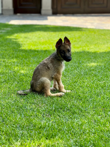 Foto de Veterinaria en Santiago de Querétaro