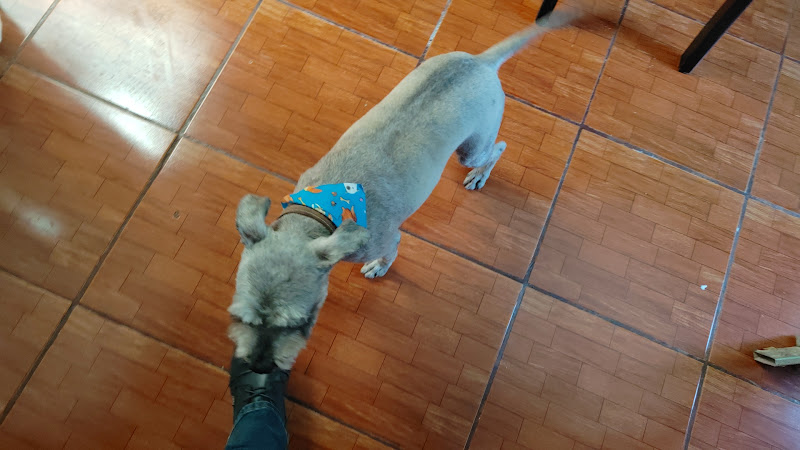 Foto de Veterinaria en Zamora de Hidalgo
