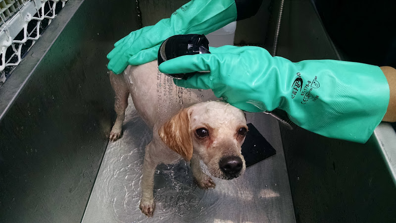 Foto de Veterinaria en Álvaro Obregón