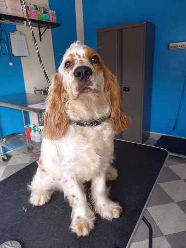 Foto de Veterinaria en Jalpa de Méndez