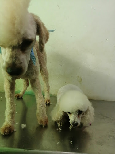Foto de Veterinaria en Mérida