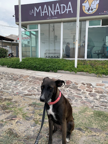 Foto de Cuidador de mascotas en San Miguel de Allende