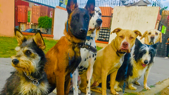 Foto de Adiestramiento canino en Mexico