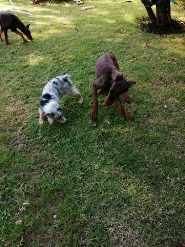 Foto de Adiestramiento canino en Cuajimalpa de Morelos